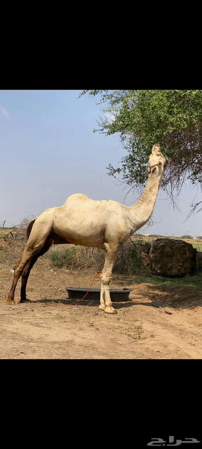 جمل للبيع لاعلا سوم 0