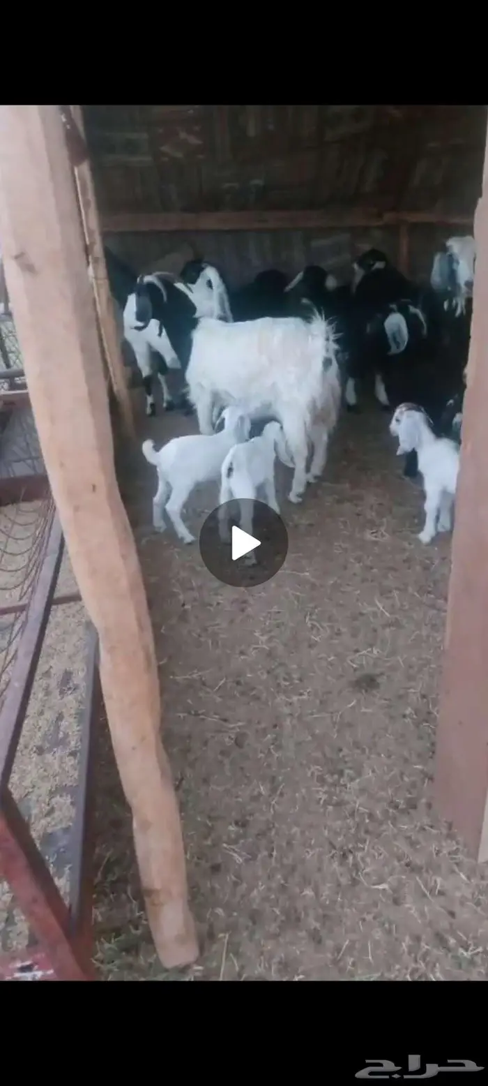 معزا خلفات. وفحول وجفار دفيع 3