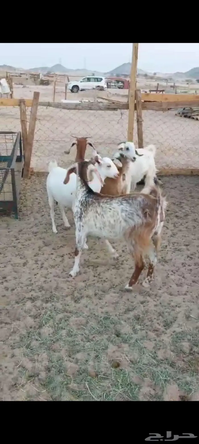 معزا خلفات. وفحول وجفار دفيع 1