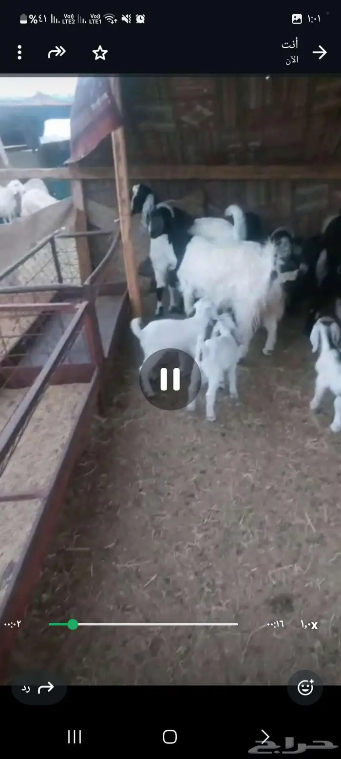 معزا خلفات. وفحول وجفار دفيع 4