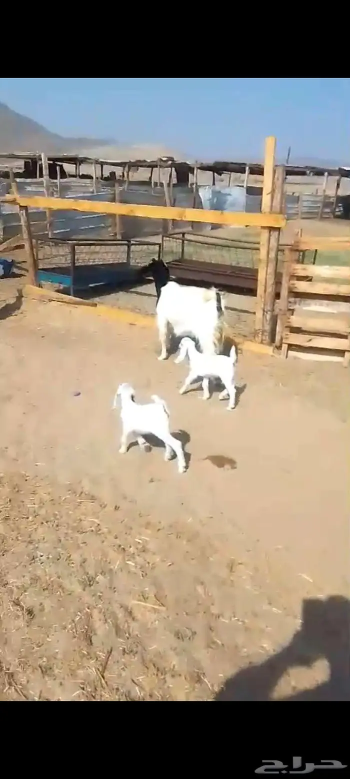 معزا خلفات. وفحول وجفار دفيع 2