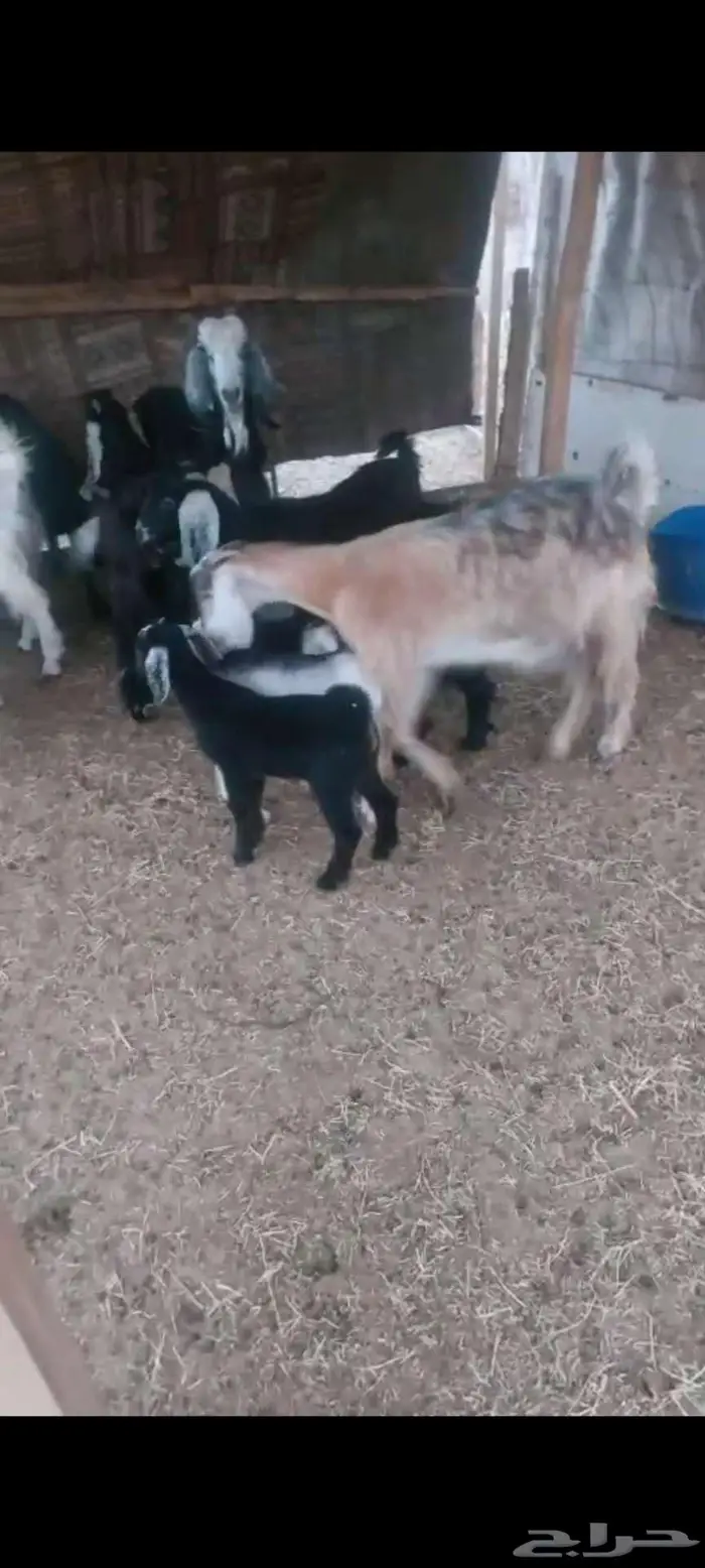 معزا خلفات. وفحول وجفار دفيع 7