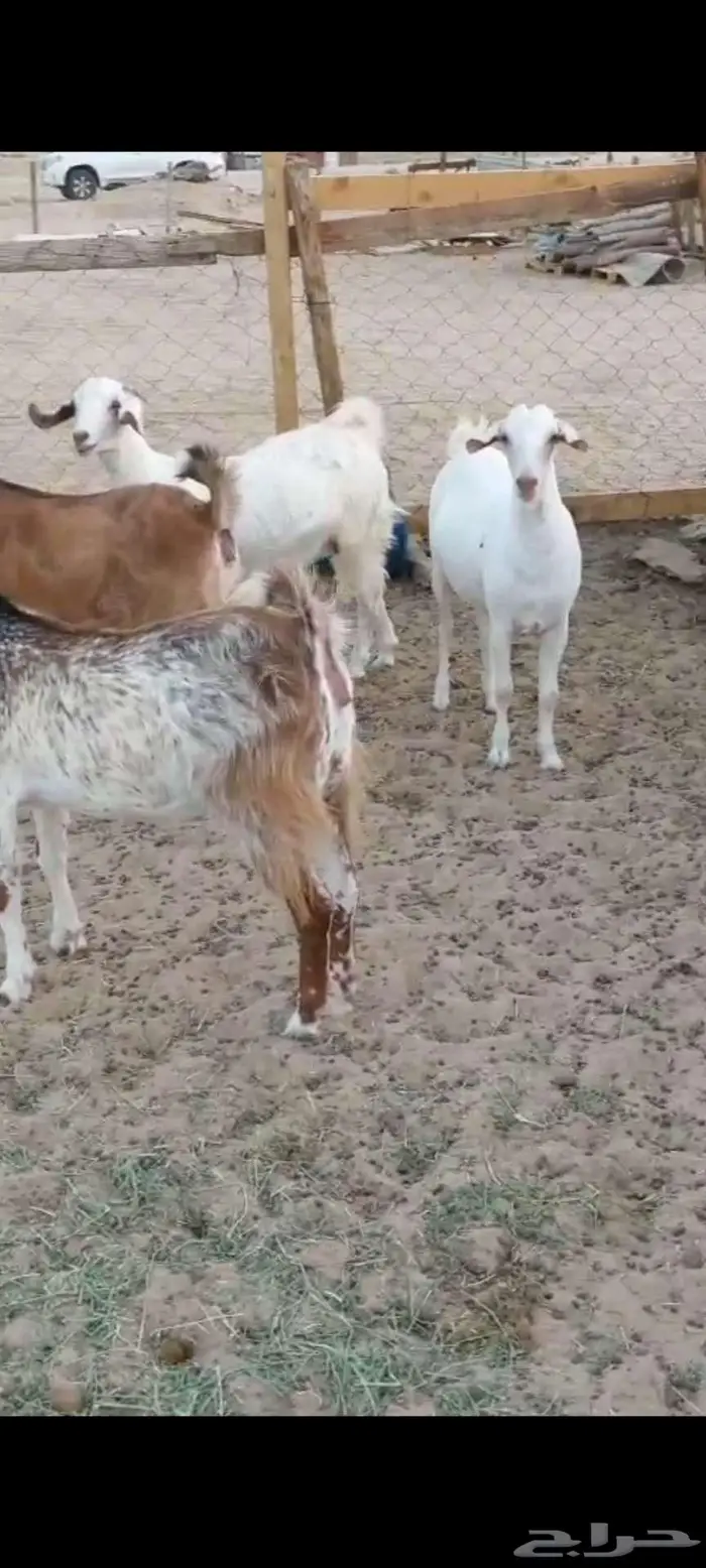 معزا خلفات. وفحول وجفار دفيع 6