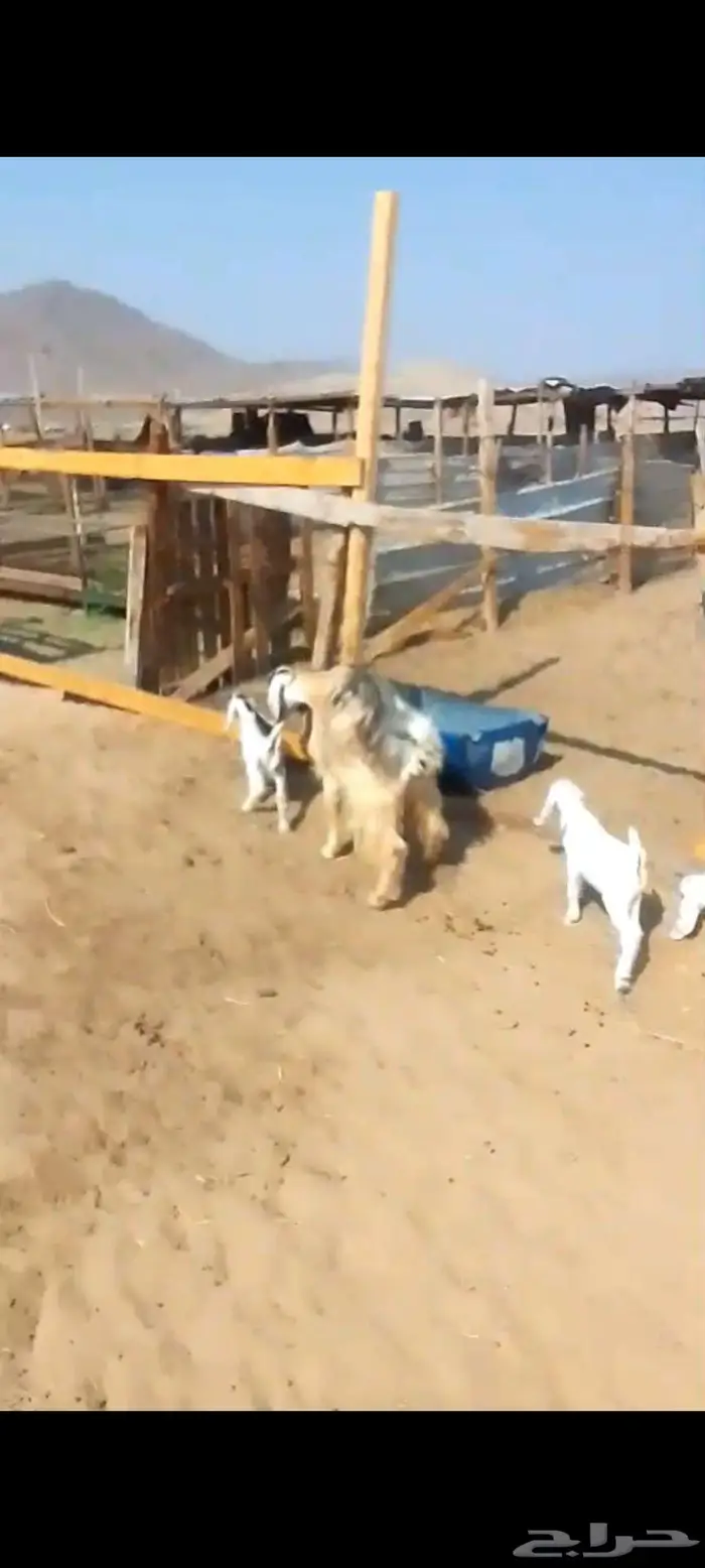 معزا خلفات. وفحول وجفار دفيع 5