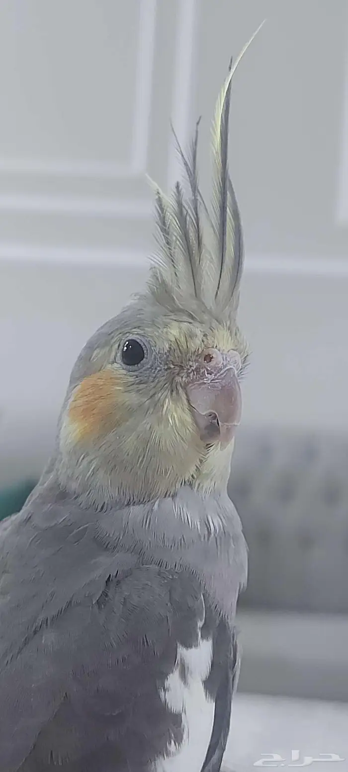 ببغاء كروان مع ملحقاته 4