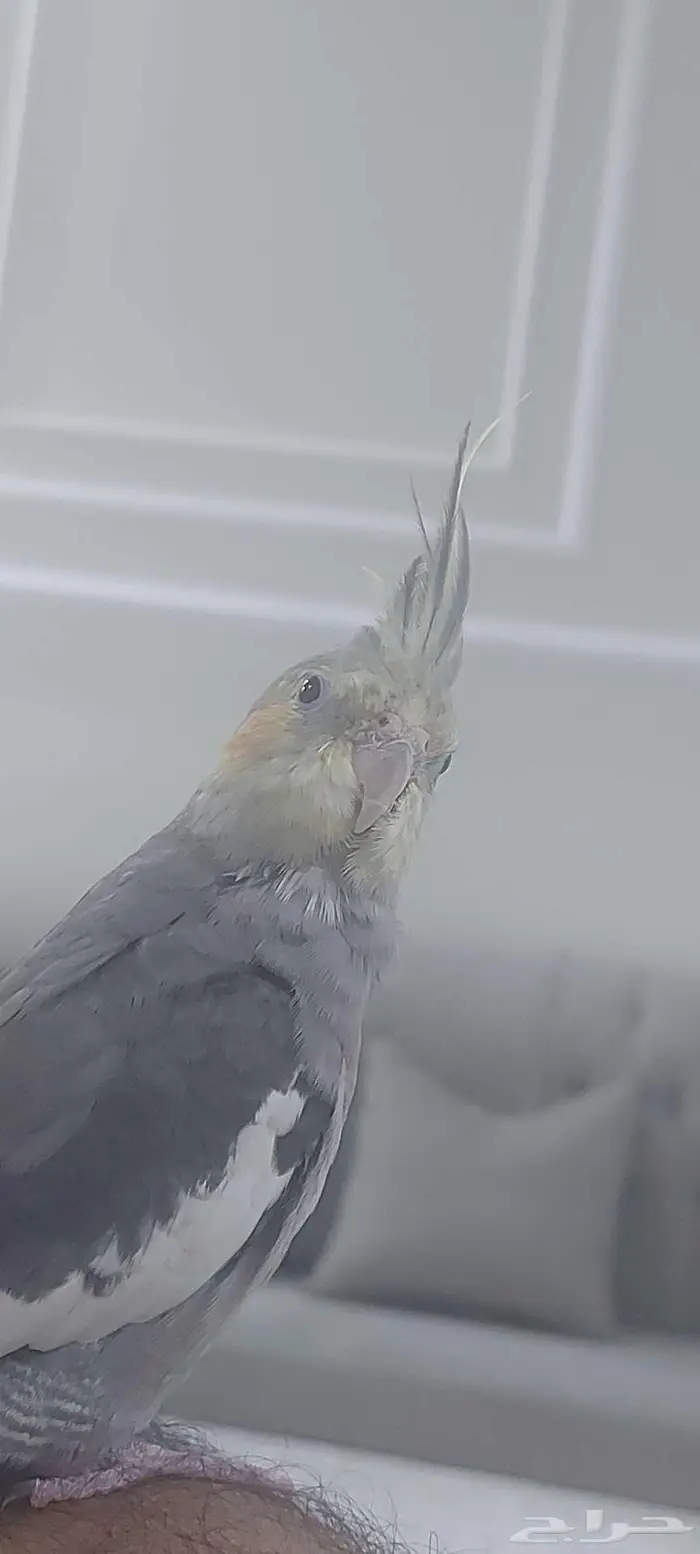 ببغاء كروان مع ملحقاته 3