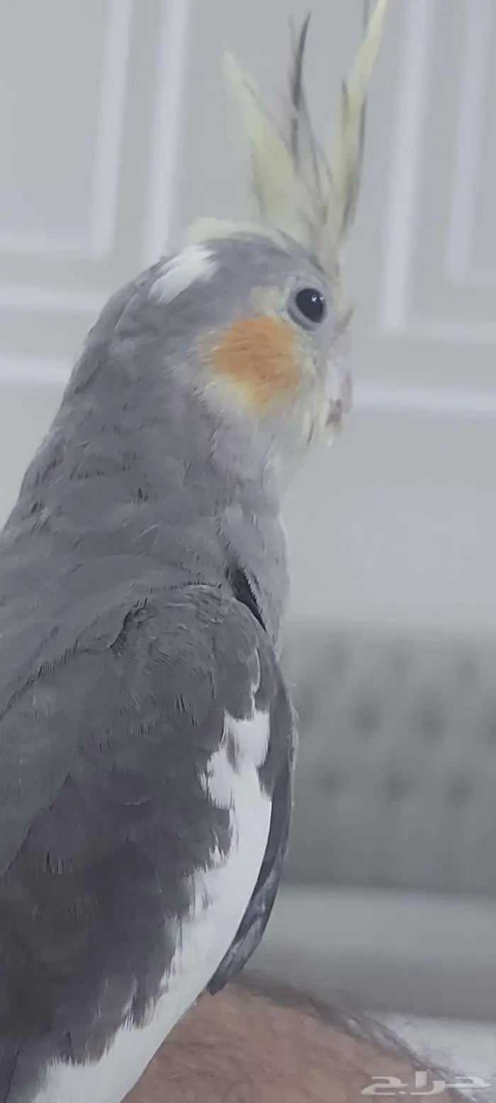 ببغاء كروان مع ملحقاته 5