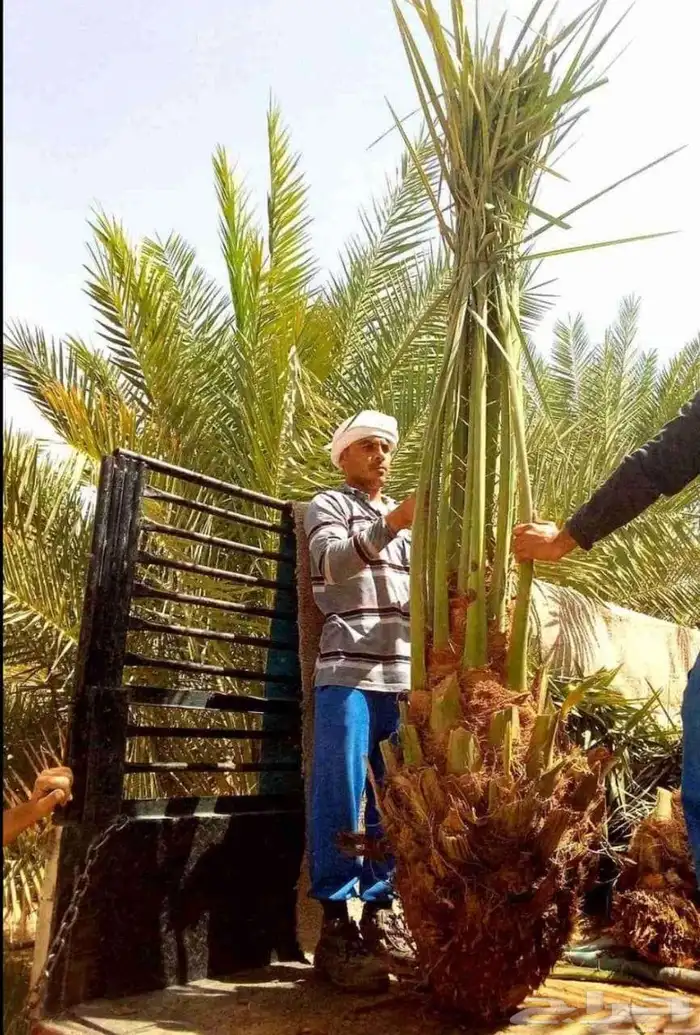 نخل مثمر صقعي اخلاص خضري سكري برحي نخل زينه 0