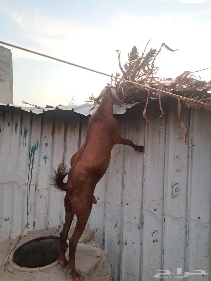 تيس أدهم اصمع 1