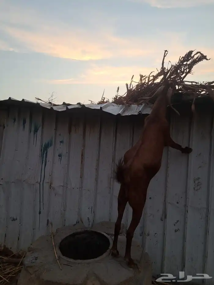 تيس أدهم اصمع 0