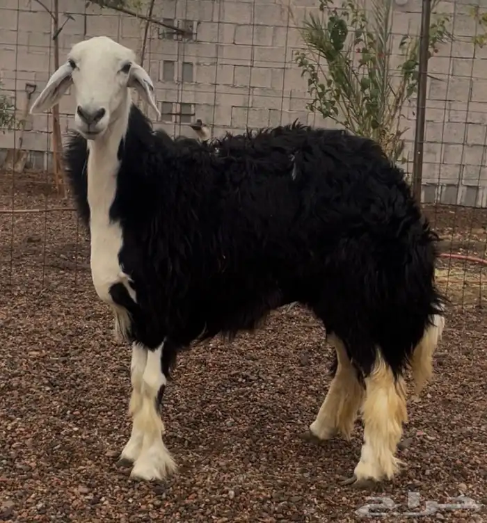 رخل جذعه دافع 1