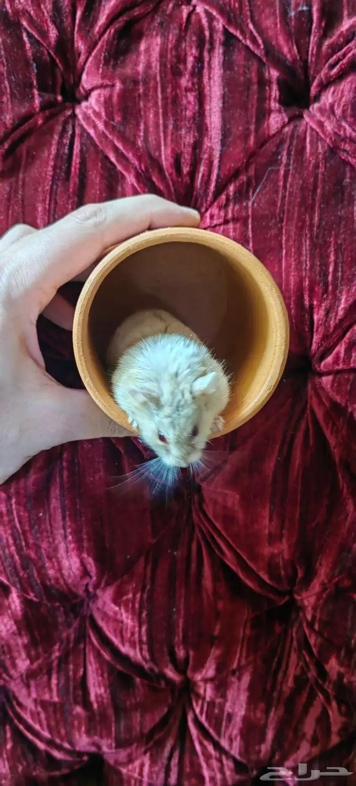 هامستر روسي للبيع 12