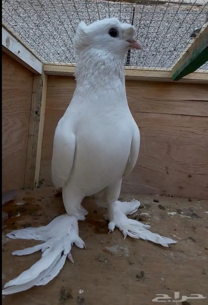 للبيع ذكر حمام تركي دبل كرست 1