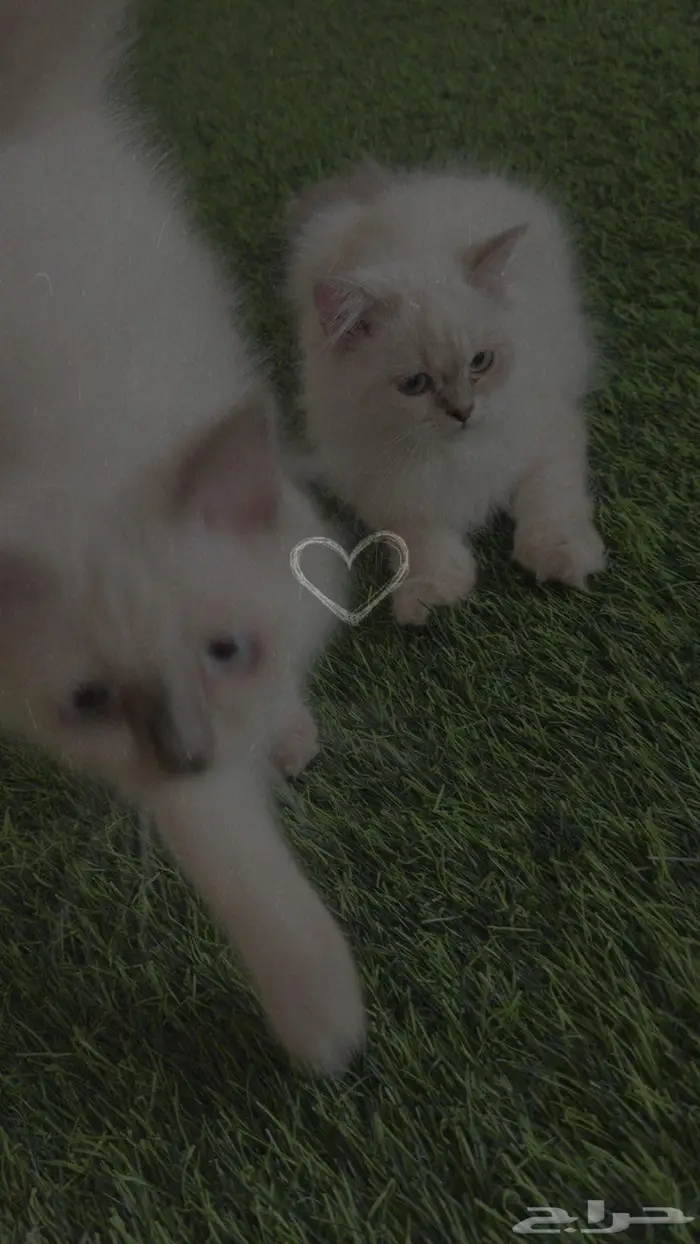 قطط شيرازي سكوتش بسعر مغري 5