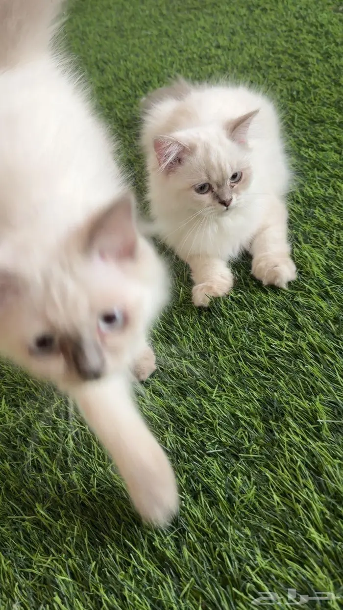 قطط شيرازي سكوتش بسعر مغري 4