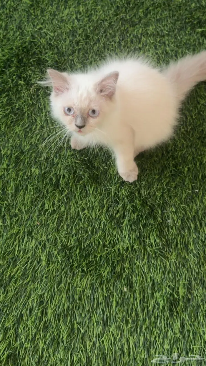 قطط شيرازي سكوتش بسعر مغري 1