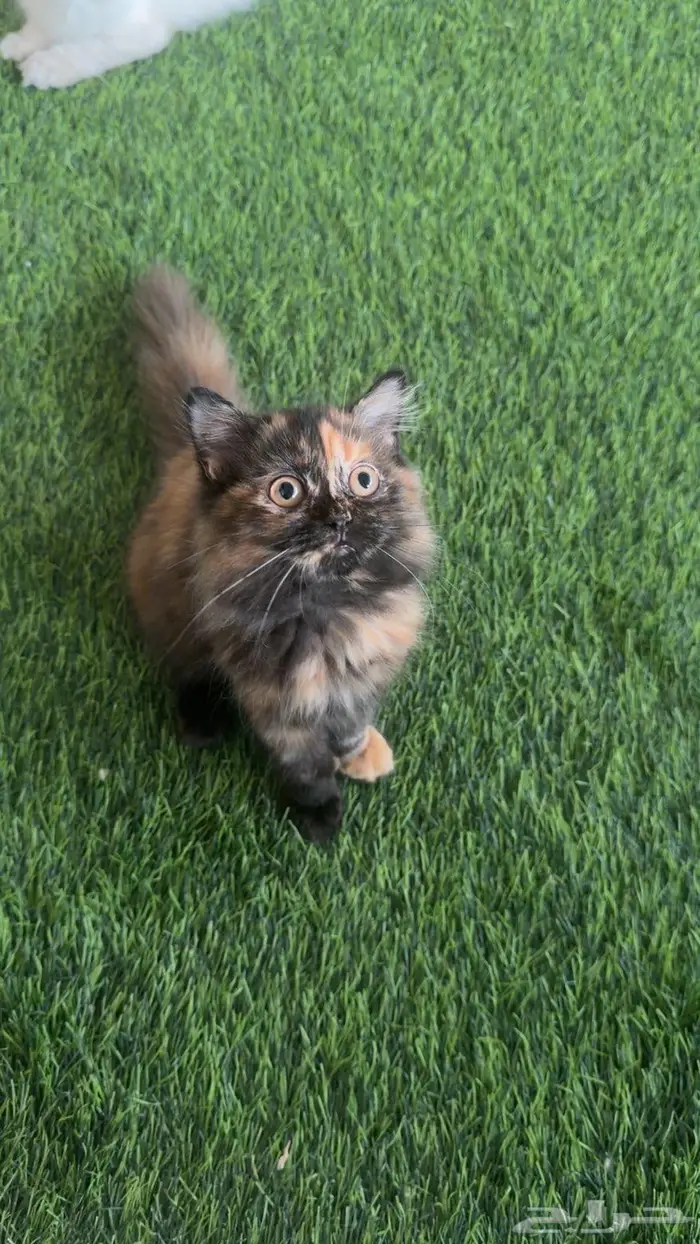 قطط شيرازي سكوتش بسعر مغري 0