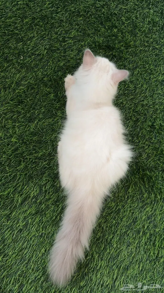 قطط شيرازي سكوتش بسعر مغري 3