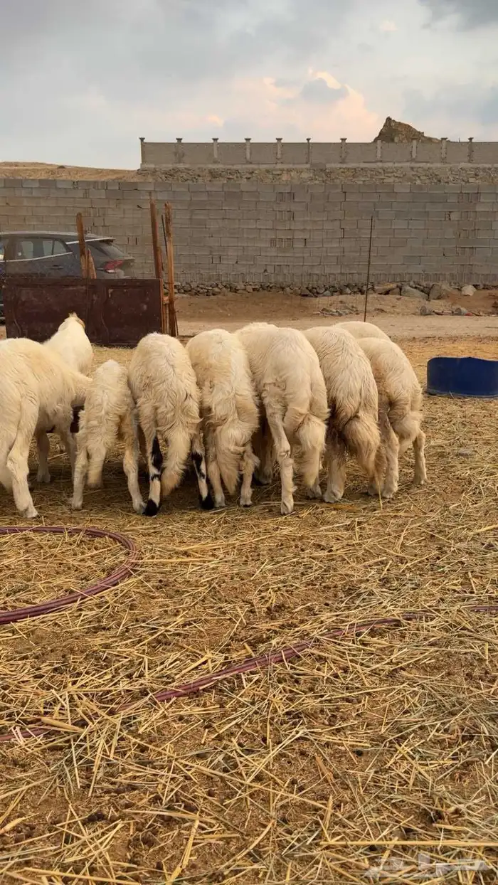 طليان ورخال شعره بيضاء وطرف كفو من تحت امهاته شي كفو 4