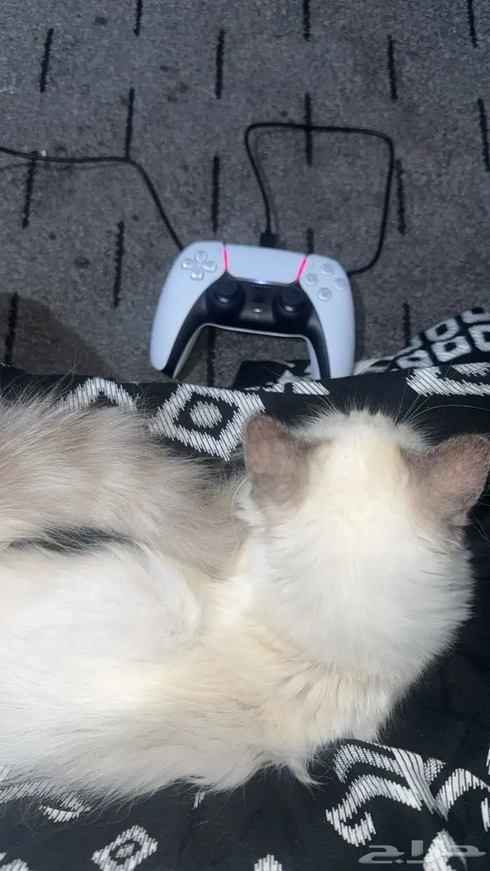 قط همالايا 1