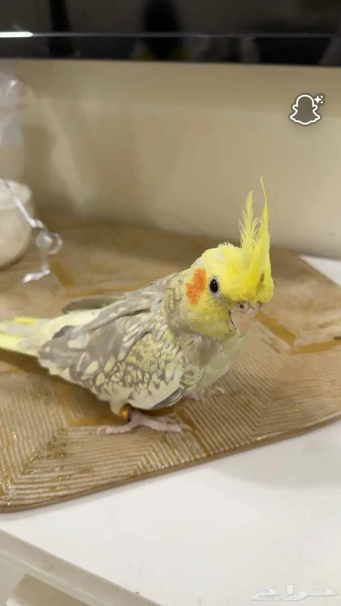 طيور كروان للبيع 7