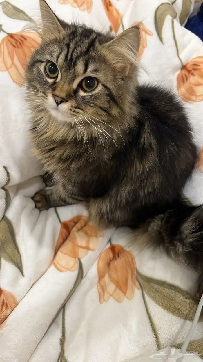 قط مهجن شيرازي وهملايه 2