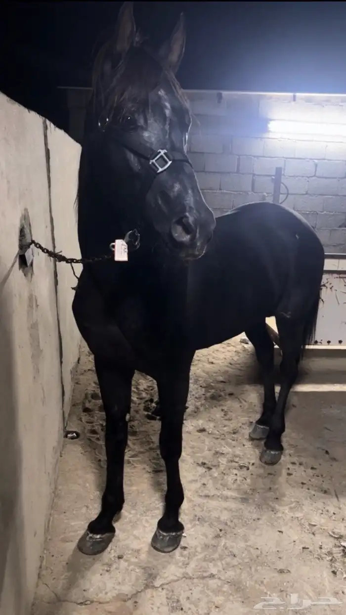 خيل 3
