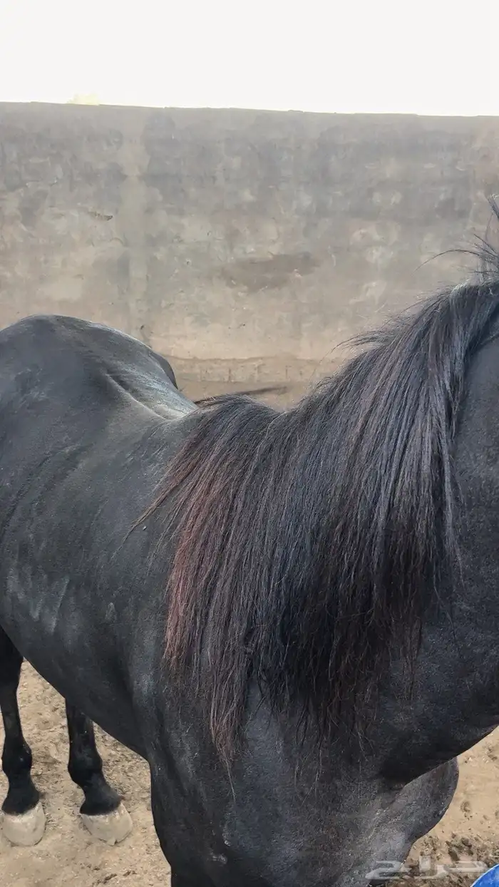 خيل 0
