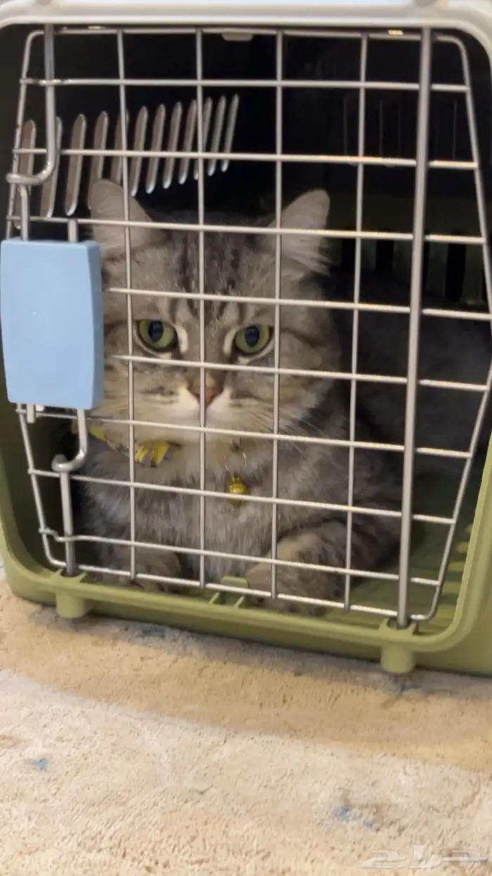 رقم التواصل 2