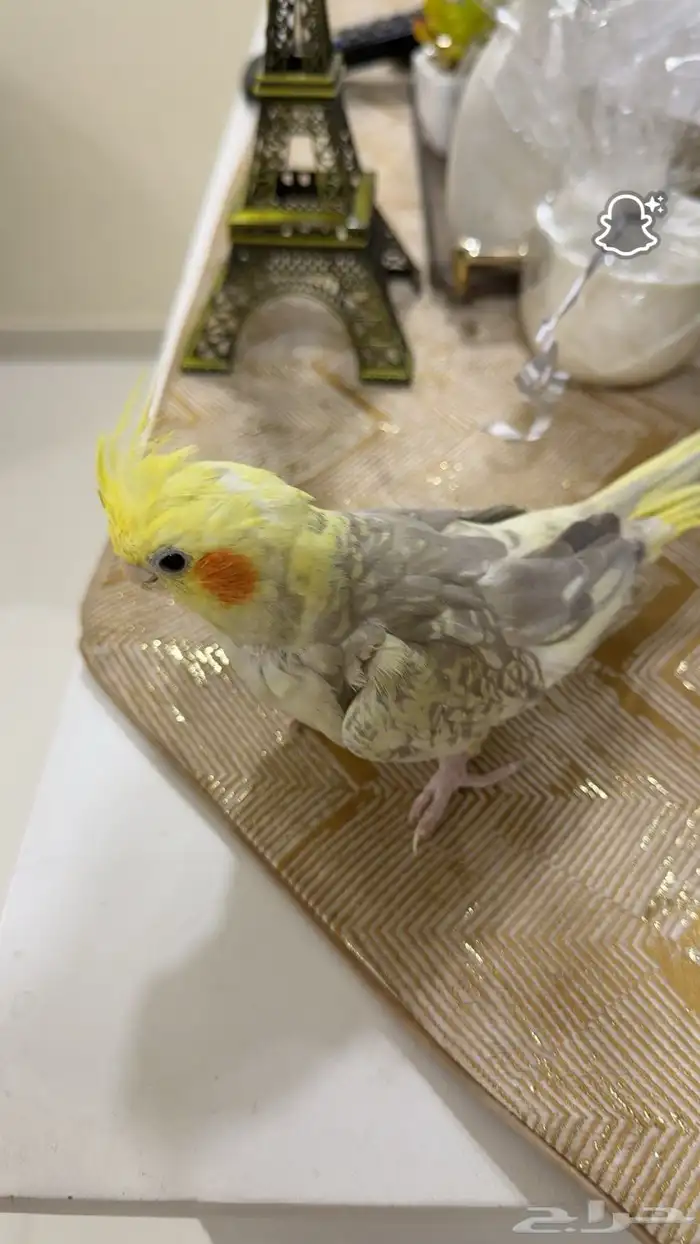 طيور كروان للبيع 6