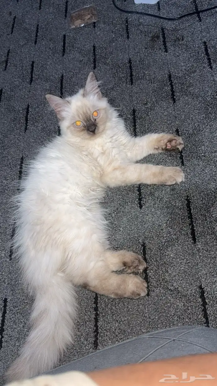 قط همالايا 0