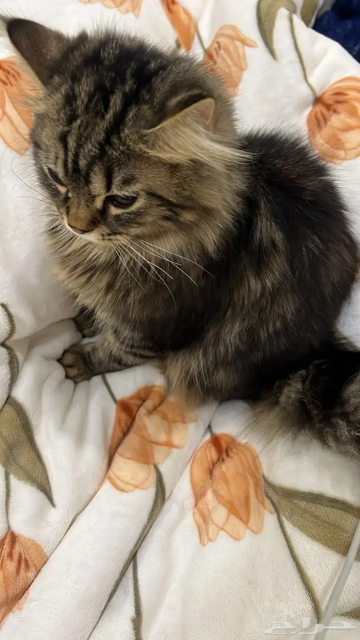 قط مهجن شيرازي وهملايه 1