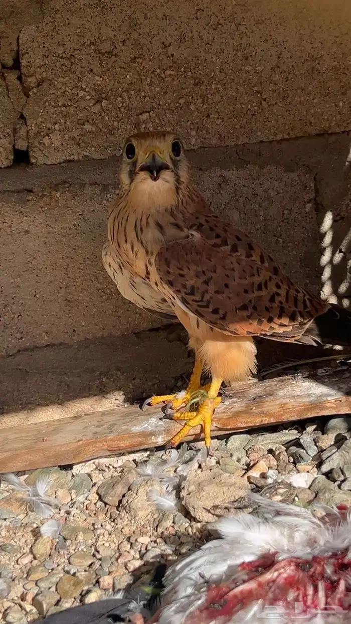 طير شبوط للبيع 0