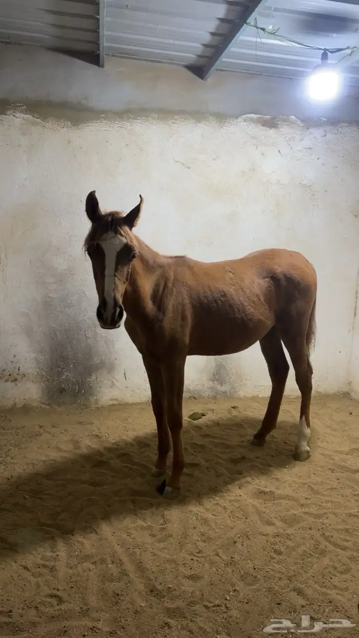 مهر بوراقه للبيع 0