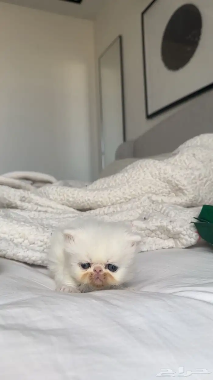 كيتن بيكي فيس 1