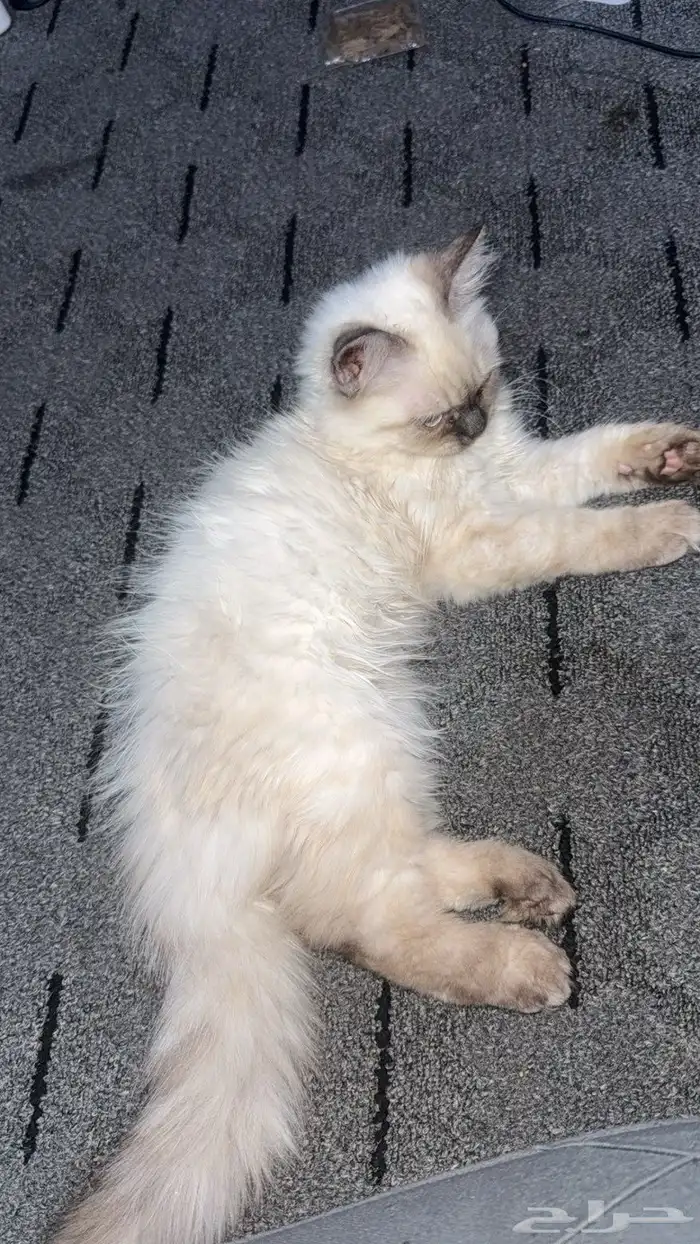 قط همالايا 2