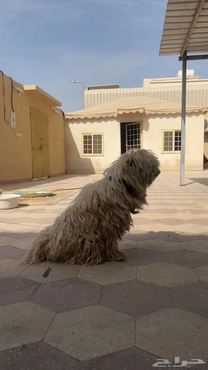 كلب مالتيز للبيع 1