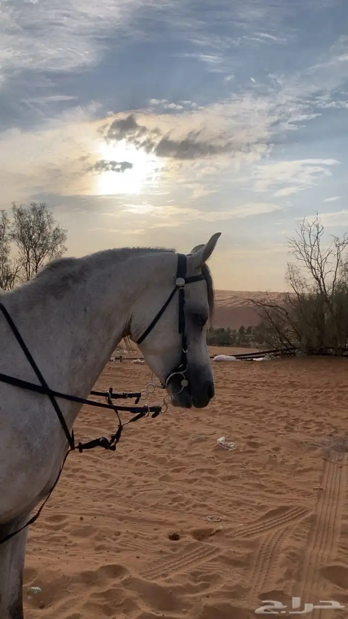 حصان شعبي جمرره للبيع 6