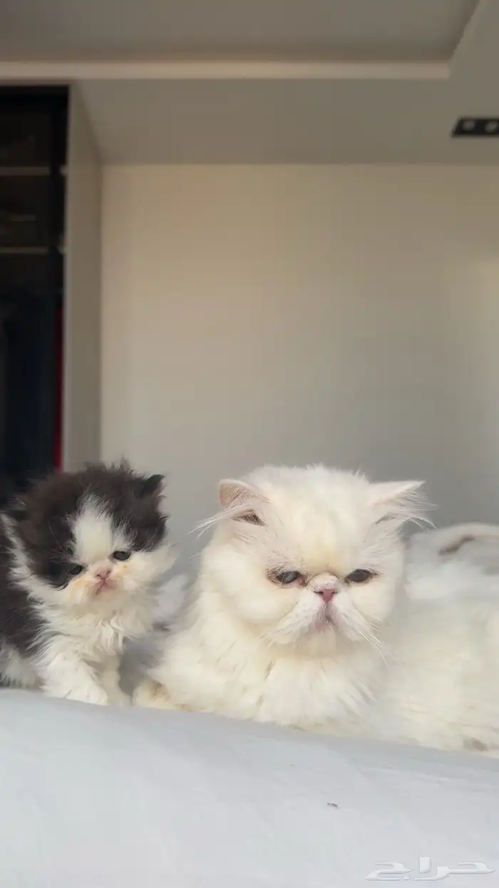 كيتن بيكي فيس 0