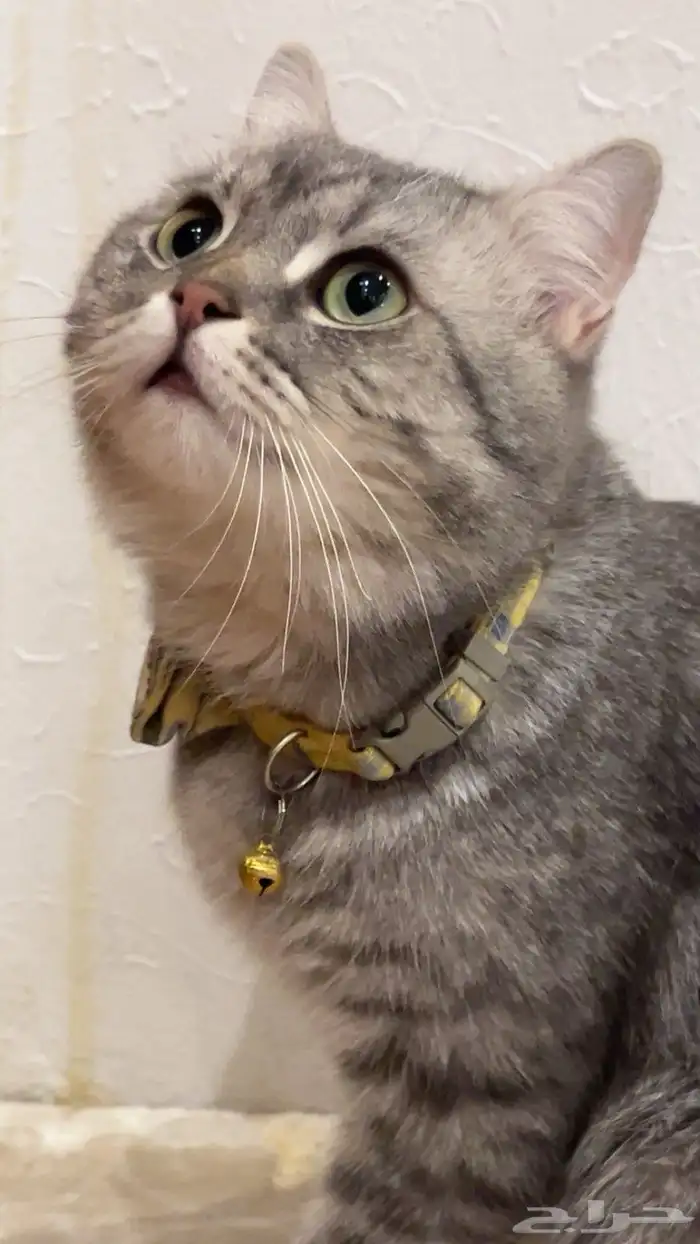 رقم التواصل 0