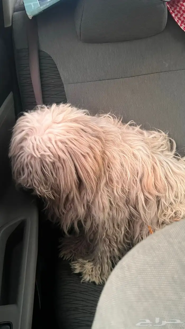 كلب مالتيز للبيع 2