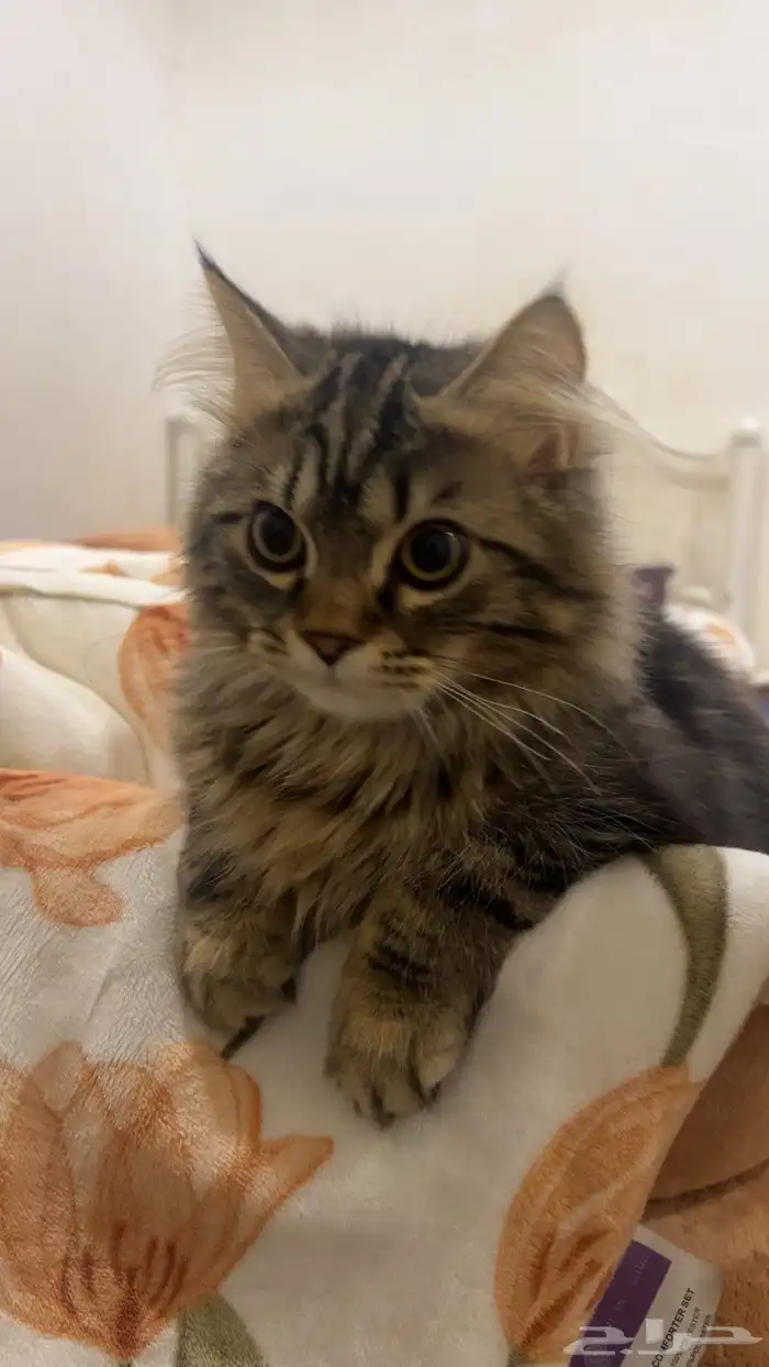 قط مهجن شيرازي وهملايه 0