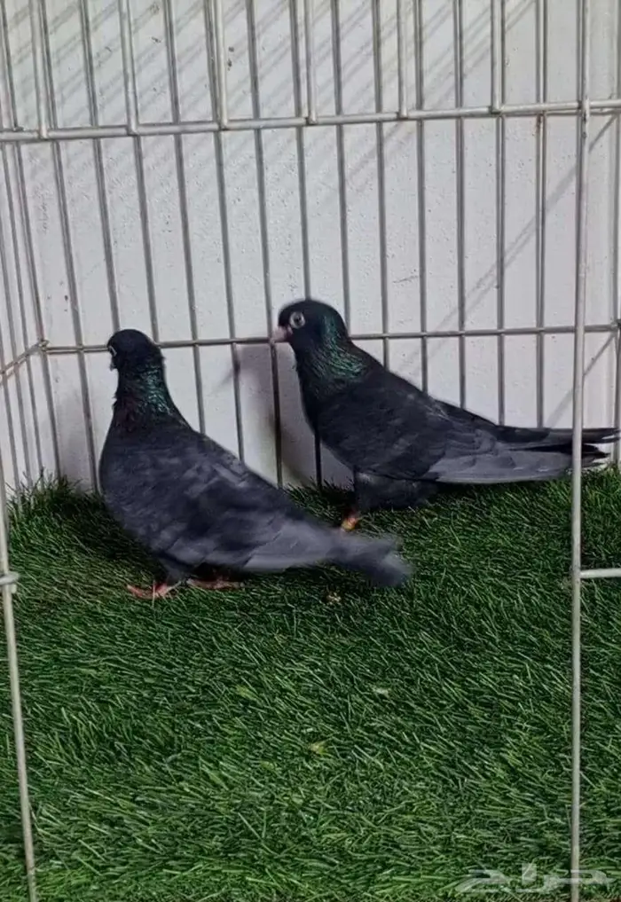 حمام صنعاني 1