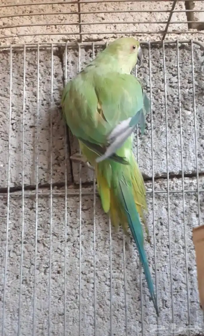 للبيع الدره هندي 2