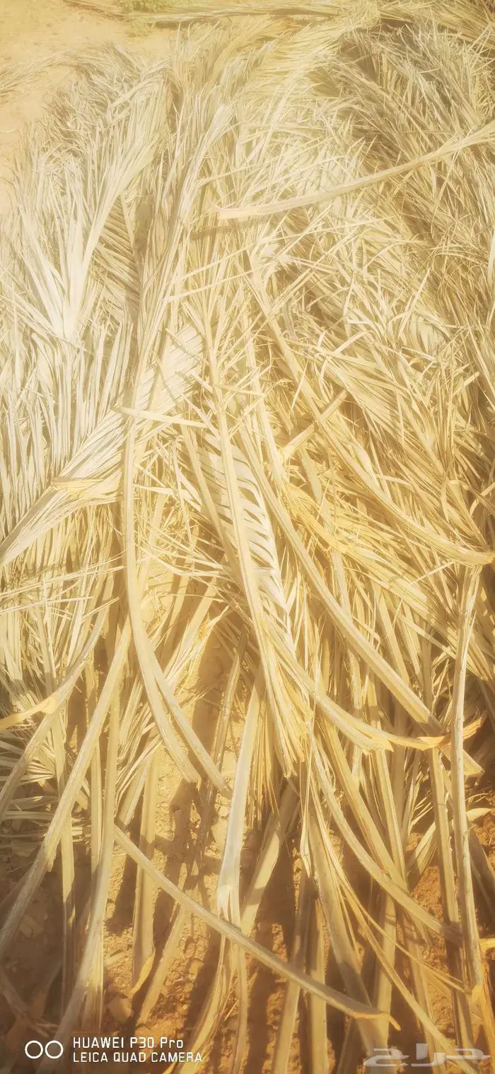 عسيب نخل (جريد) 0