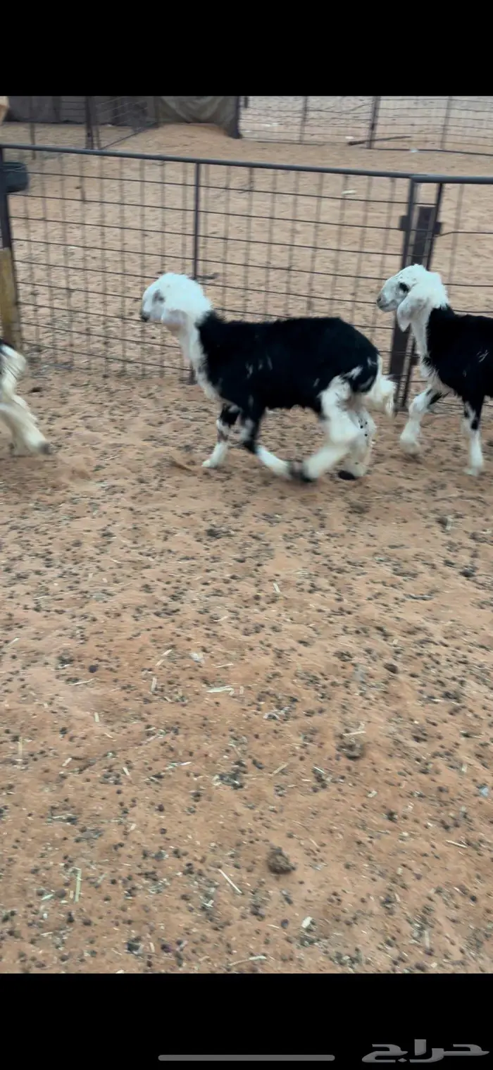 هرافى نجد وحري 3