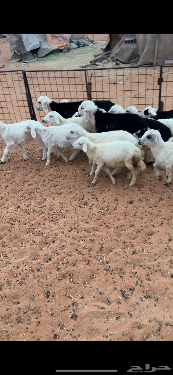 هرافى نجد وحري 4