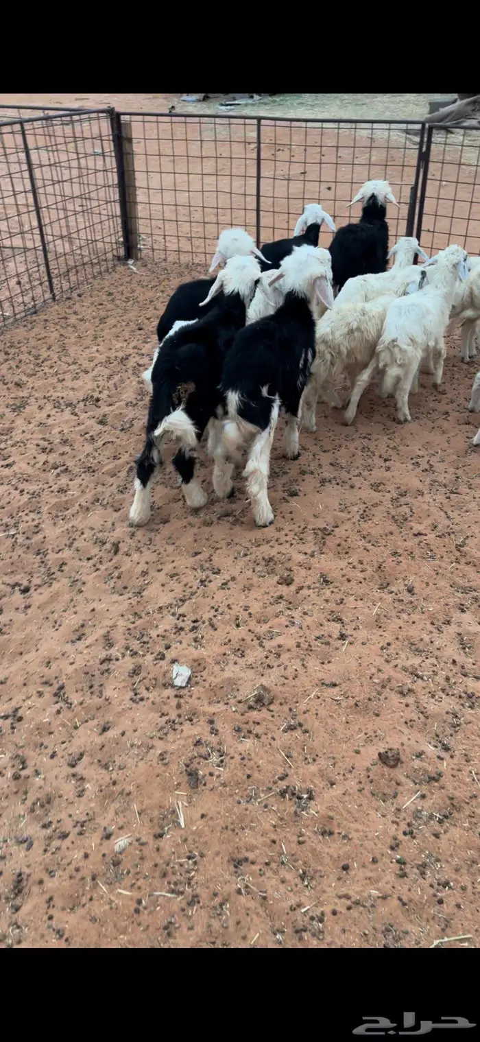 هرافى نجد وحري 6