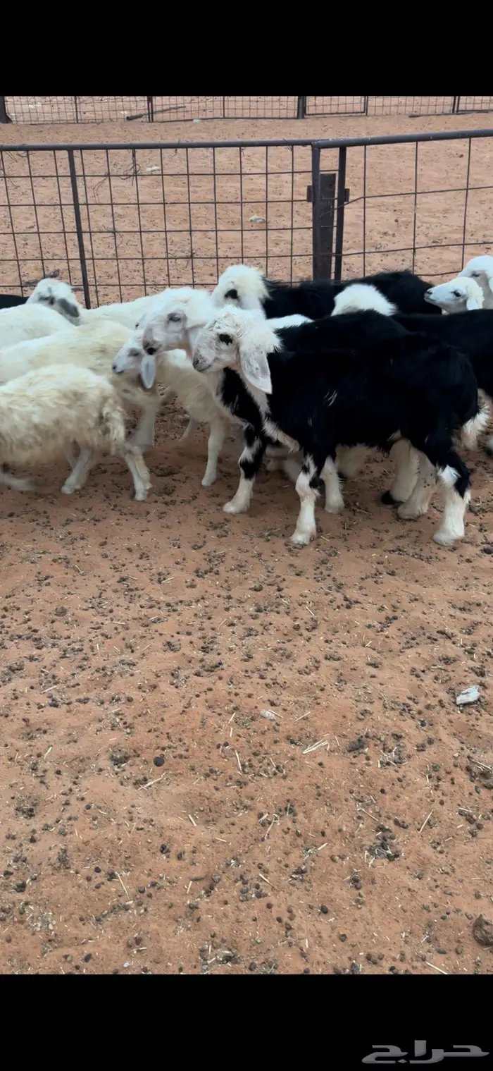 هرافى نجد وحري 1