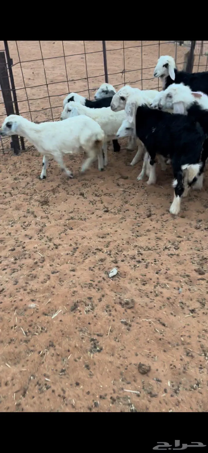 هرافى نجد وحري 2